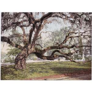  Reprint A Live Oak in Magnolia Cemetery, Charleston, S.C 
