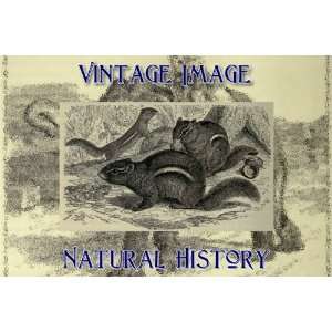   Magnet Vintage Natural History Image Common Chipmunk