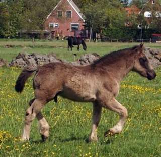 Tolles Barockpintohengstfohlen ab Sept. abzugeben  in Niedersachsen 