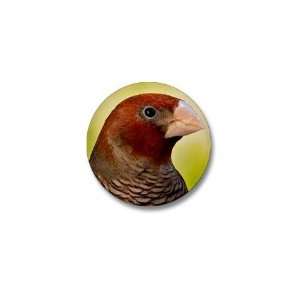  Red Headed Finch Mini Button by  Patio, Lawn 