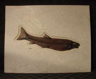 Fossil Fish Notogoneus osculus Green River Fm. NO1  