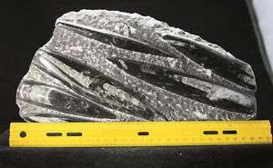   Large Orthoceras on Rock Plate from Morocco 11.5 x 6.5in  