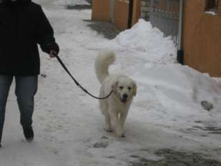 Golden Retriever Deckrüde in Bayern   Nördlingen  Hunde & Zubehör 