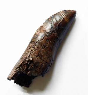 real tooth from the most sought after dinosaur