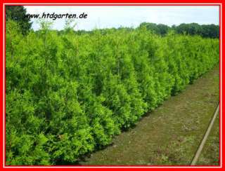Thuja Brabant Lebensbaum 160 180 cm Heckenpflanzen Thujas Hecke in 