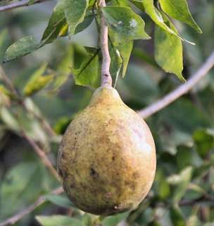   DI Cotogno del Bengala  Aegle marmelos  Bael Fruit Wood Apple