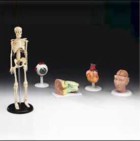 Set of 5 Anatomical Teaching Model/Models, Anatomy  