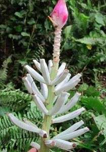 BANANA   Musa campestris v. limbangensis (light) 5 seed  