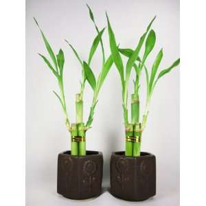   Live 3 Style Party Set of 2 Bamboo Plant Arrangement w/ Ceramic Vase