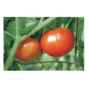  Tomato Beefsteak 150mg Package Patio, Lawn & Garden
