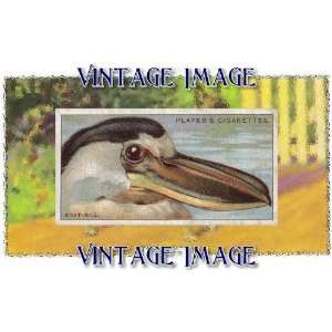   ) Acrylic Fridge Magnet Bird Boat Bill Vintage Image