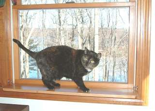 WINDOW SHELF / CAT PERCH KIT    CUSTOM BUILT FOR YOU  