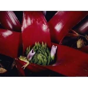 Frog in a Bromeliad Plant National Geographic Collection Photographic 