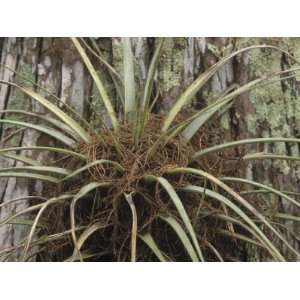  Bromeliad Epiphytic Air Plant, Bromelie, Corkscrew Swamp 