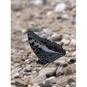  Butterfly, Gombe National Park, Tanzania Premium 