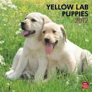  Yellow Labrador Retriever Puppies 2012 Wall Calendar 12 X 