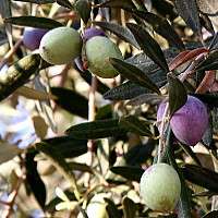 Hirts Olive Tree   Tree of Peace   Olea europaea   4 POT