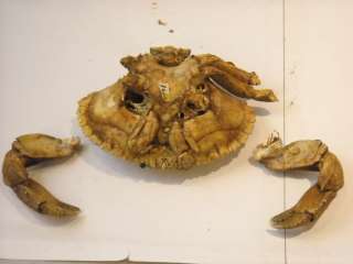 Crab Shell Dried Fish Skates and Crab Claws  