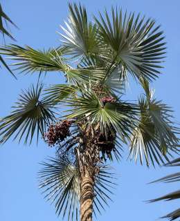 LIVE BIG Silver Thatch Palm Caribbean Tree Coccothrinax  