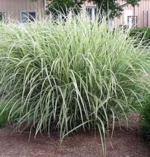 Variegated Japanese Silver Grass   Miscanthus   Potted  