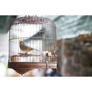  Bird in Cage at Mong Kok Bird Market by Greg Elms, 72x48 