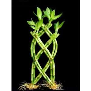  1 Set of Fence ( Palm or Trellis) Lucky Bamboo for Feng 