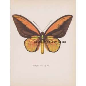   10 Colour Plate Of Ornithoptera Croesus (Butterfly) 