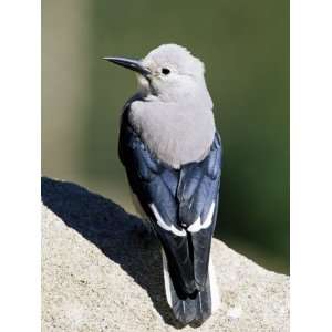  Clarks Nutcracker (Nucifraga Columbiana), Rocky Mountain 