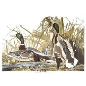  Mallard Duck by John James Audubon. Size 21.00 X 30.00 Art 