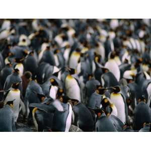  King Penguins (Aptenodytes Patagonicus) Colony, Maccquarie 