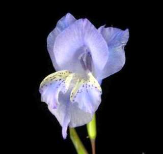 Gladiolus gracilis   gladiolus   10 seeds  