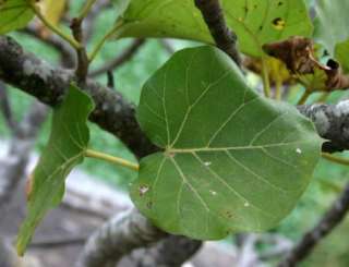 Ficus abutifolia   Large Leaf Rock Fig   10 Fresh Seeds  