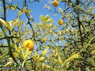 Trifoliate Orange (Poncirus trifoliata) 1 seedling  