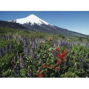  The Snow Capped Top of Osorno Volcano Towers over Lupine 