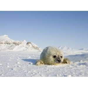  Ringed Seal Pup, Billefjord, Svalbard, Spitzbergen, Arctic 