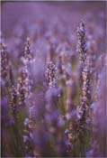lavender 3629 an aromatic and fresh fragrance a hymn to provence
