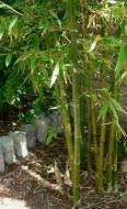 Spiny Bamboo GROW YOUR OWN Rare and Unusual SEEDS  