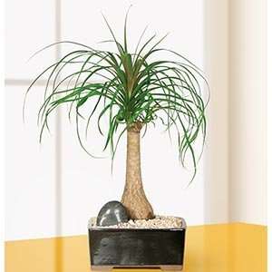  Ponytail Palm Bonsai Tree