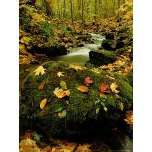  Fallen Leaves on Rocks Next to a Mountain Stream National 