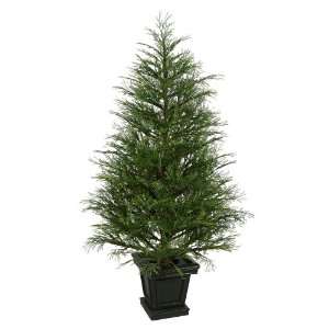  6.5 x 49 Hemlock Pine Tree 1263 Tips