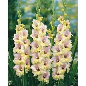  5 Mon Amour Gladiolus Large Flower Bulbs Patio, Lawn 