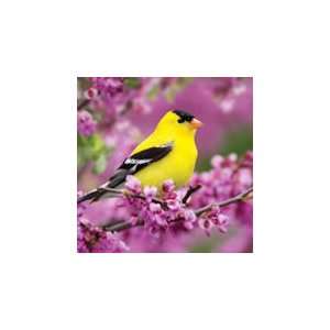    American Goldfinch   500 Pieces Jigsaw Puzzle Toys & Games