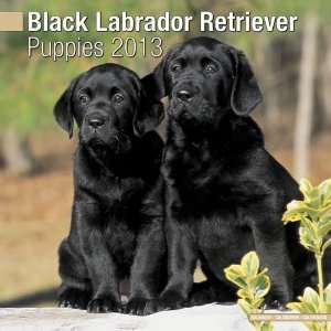  Black Labrador Puppies 2013 Wall Calendar 12 X 12 