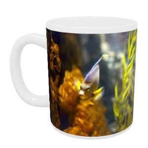 Marineland Miami Florida Aquarium   February   Mug   Standard Size