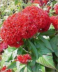 Annual. Celosia are noted for their brilliant rooster comb plumes 