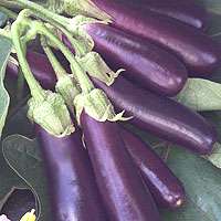 Hansel Eggplant   4 Plants   AAS Winner  
