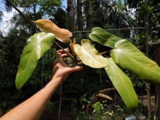 AWESOME VARIEGATED AROID   PHILODENDRON WHIPPLE WAY  