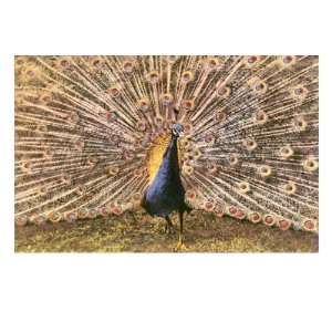  Peacock in Display Giclee Poster Print, 32x24