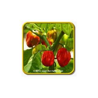  1 Lb Hot Pepper Seeds   Habenero Bulk Vegetable Seeds 