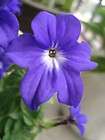 50 BROWALLIA Amethyst Flower / Bush Violet Flower Seeds  